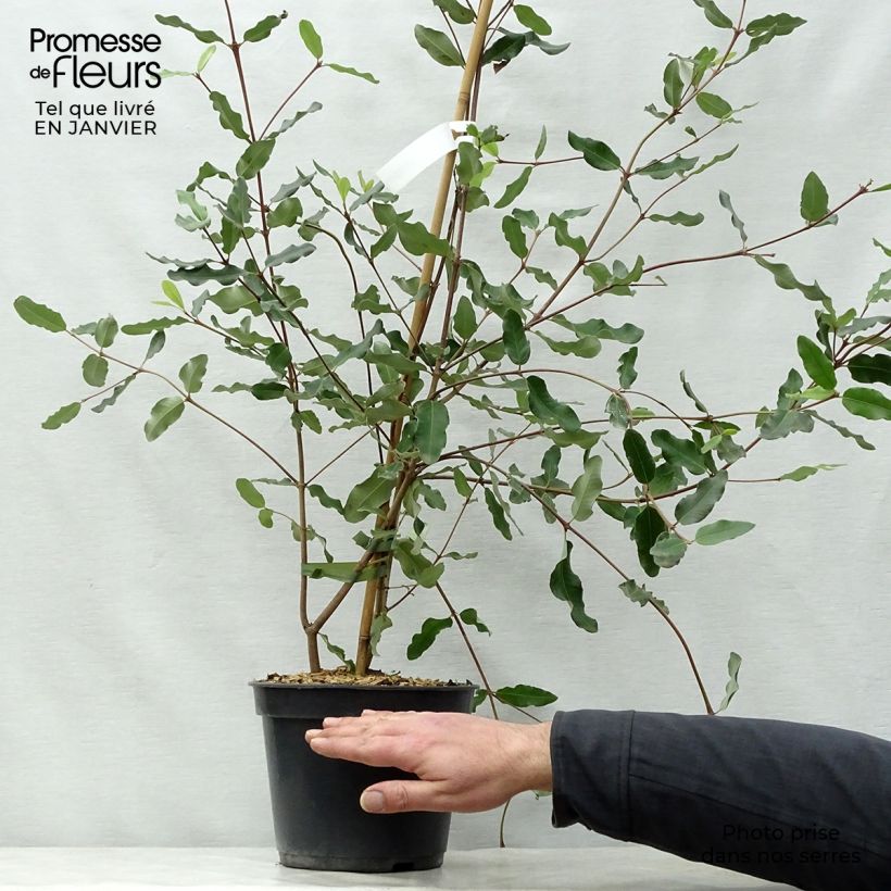 Eucryphia intermedia Rostrevor Pot de 3L/4L Ejemplar entregado en invierno