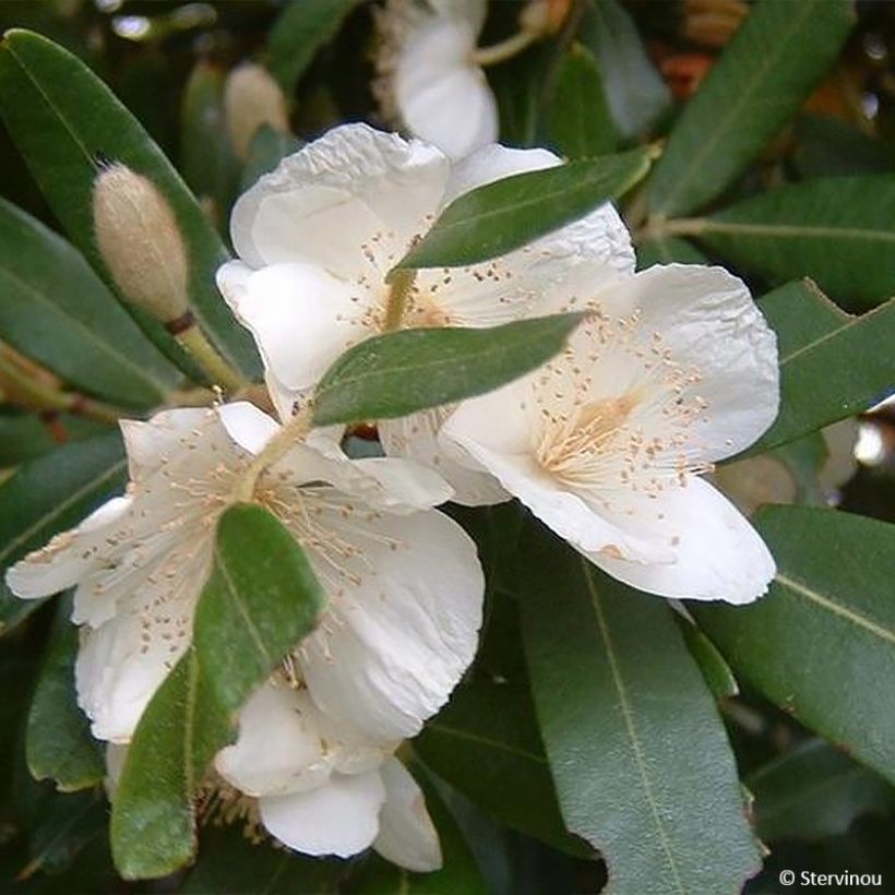 Eucryphia moorei - Palo rosa (Floración)