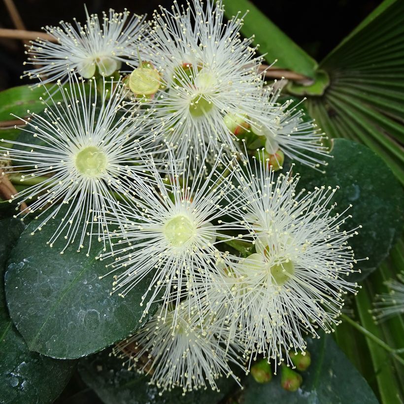 Eugenia uniflora Etna Fire - Pitanga (Floración)