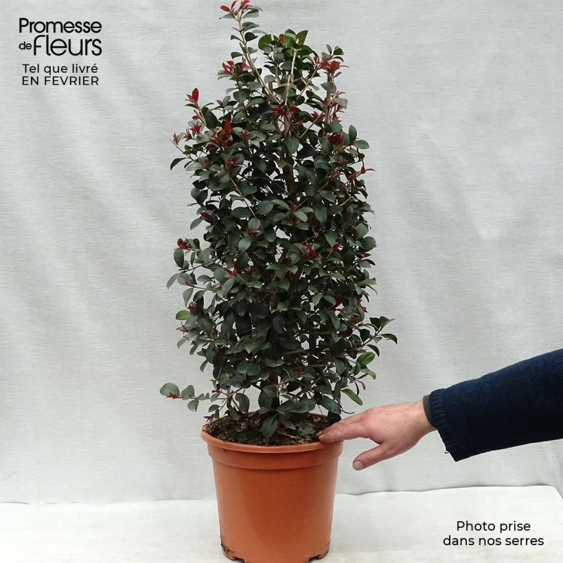 Eugenia Etna Fire - Cerisier de Cayenne en pot de 7,5L/10L Ejemplar entregado en invierno