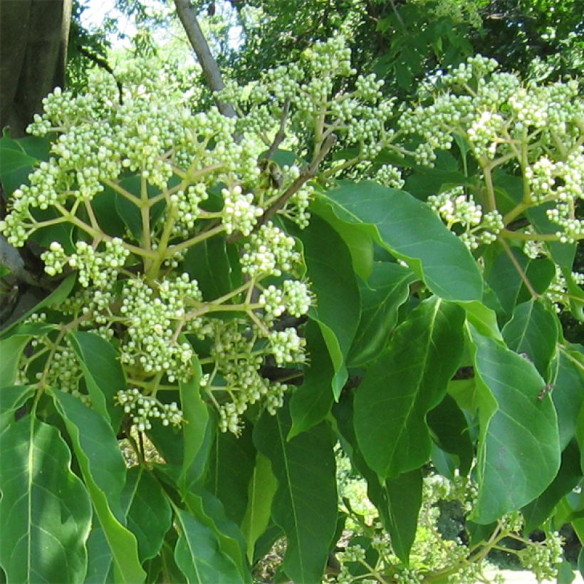 Tetradium daniellii - Árbol de las abejas (Floración)