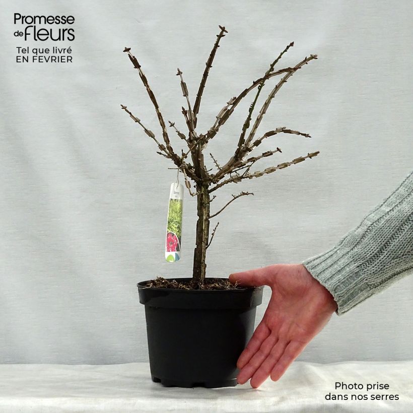 Euonymus alatus 20/30 cm ent pot de 2L - Fusain ailé Ejemplar entregado en invierno