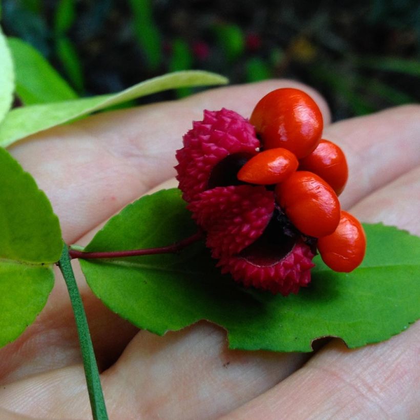 Euonymus americanus - Evónimo (Cosecha)