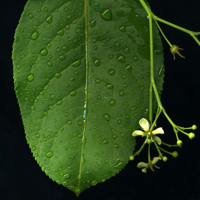 Euonymus europaeus - Boj (Follaje)