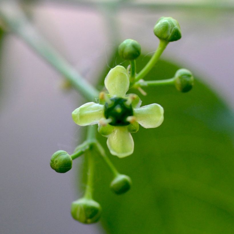 Euonymus europaeus - Boj (Floración)