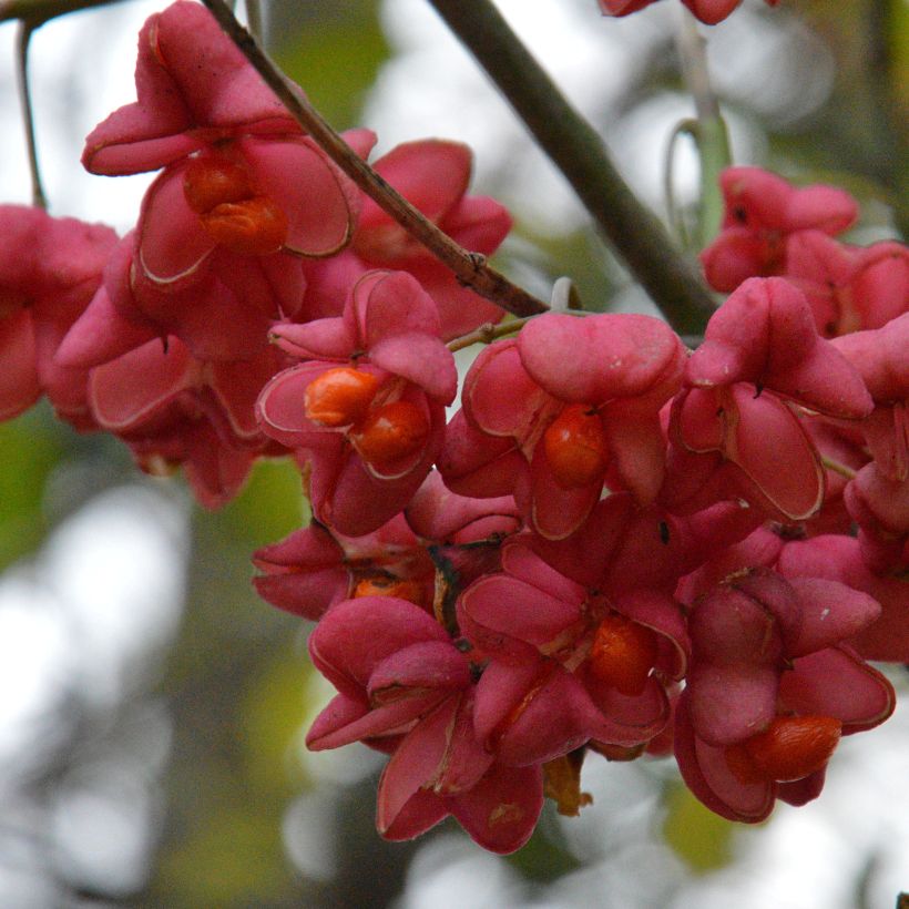 Euonymus europaeus - Boj (Cosecha)