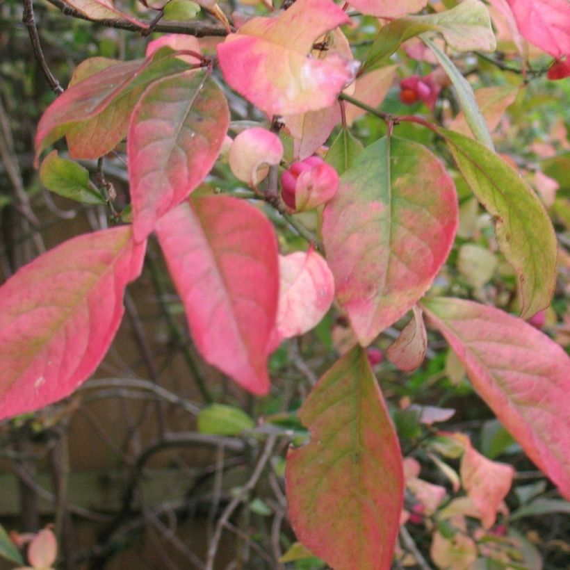 Euonymus europaeus Red Cascade - Boj (Follaje)