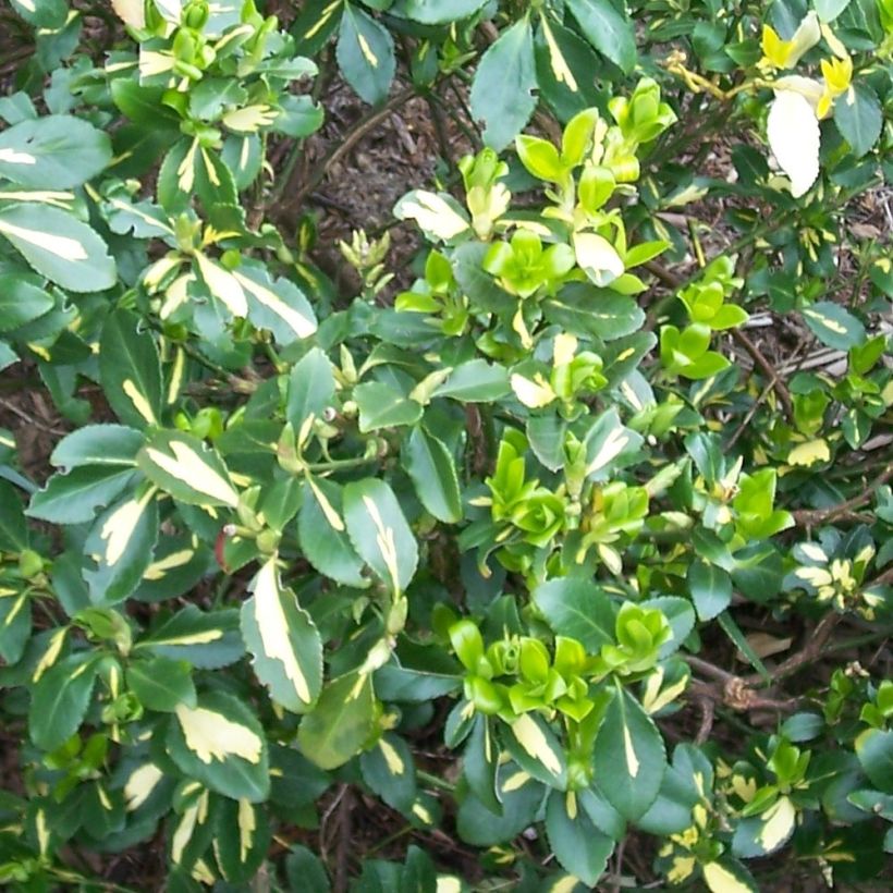 Huso de la fortuna Blondy - Euonymus fortunei (Follaje)