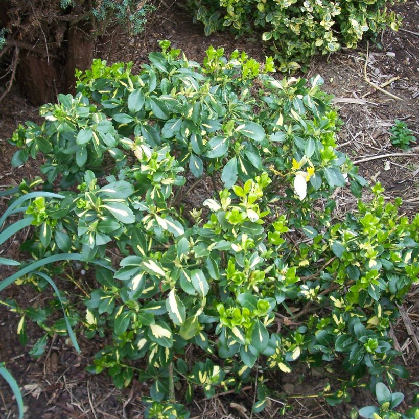 Huso de la fortuna Blondy- Euonymus fortunei (Porte)