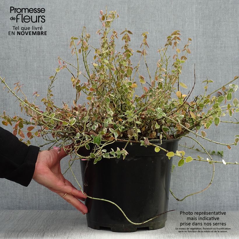 Ejemplar de Euonymus fortunei Emerald Gaiety - Fusain en pot de 7,5L/10L entregado en otoño