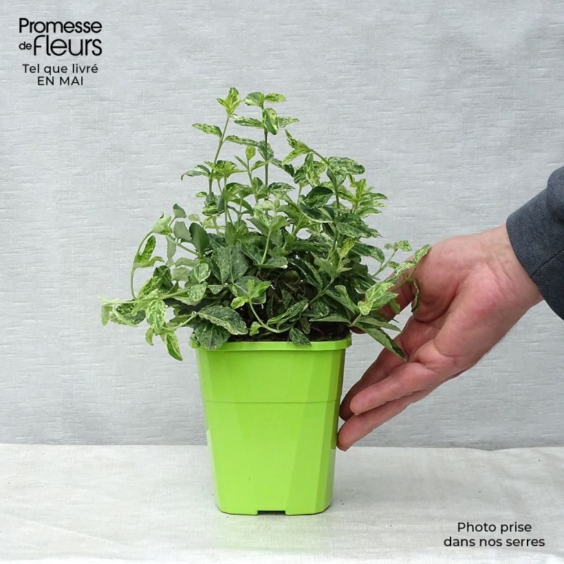 Euonymus fortunei Golden Harlequin - Fusain nain persistant Pot de 1L/1,5L Ejemplar entregado en la primavera