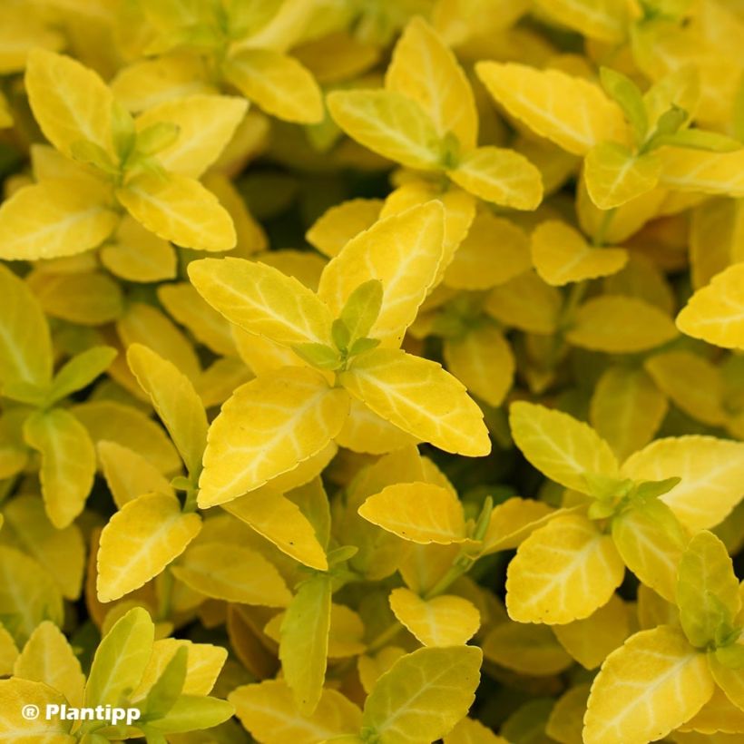 Huso de la fortuna Goldy- Euonymus fortunei (Follaje)