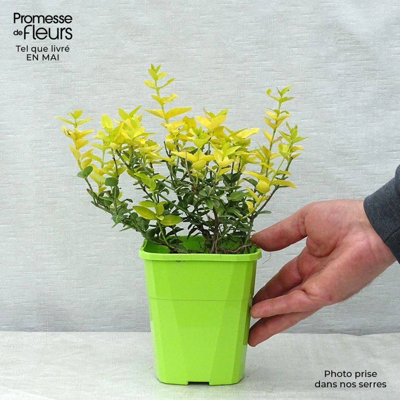 Euonymus fortunei Goldy - Fusain persistant Pot de 3L/4L Ejemplar entregado en la primavera