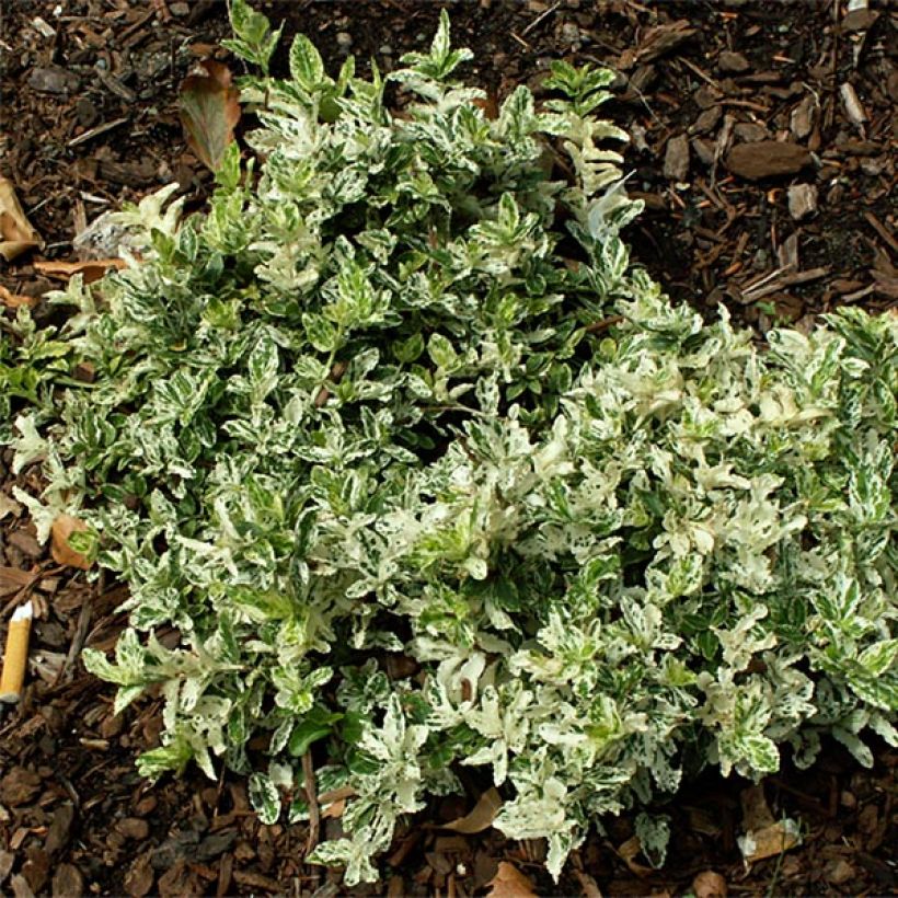 Huso de la fortuna Harlequin- Euonymus fortunei (Porte)