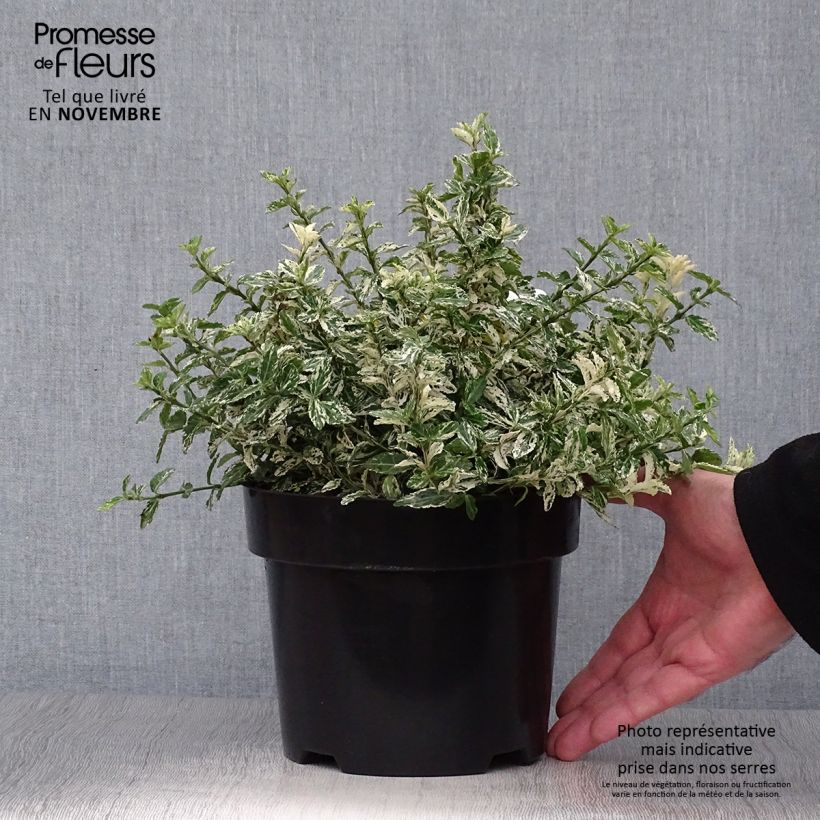 Ejemplar de Euonymus fortunei Harlequin - Fusain persistant panaché en pot de 2L/3L entregado en otoño