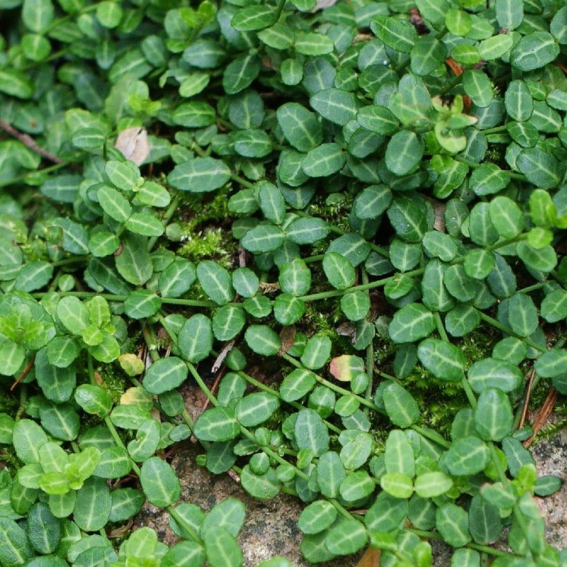 Huso de la fortuna Minimus- Euonymus fortunei (Follaje)