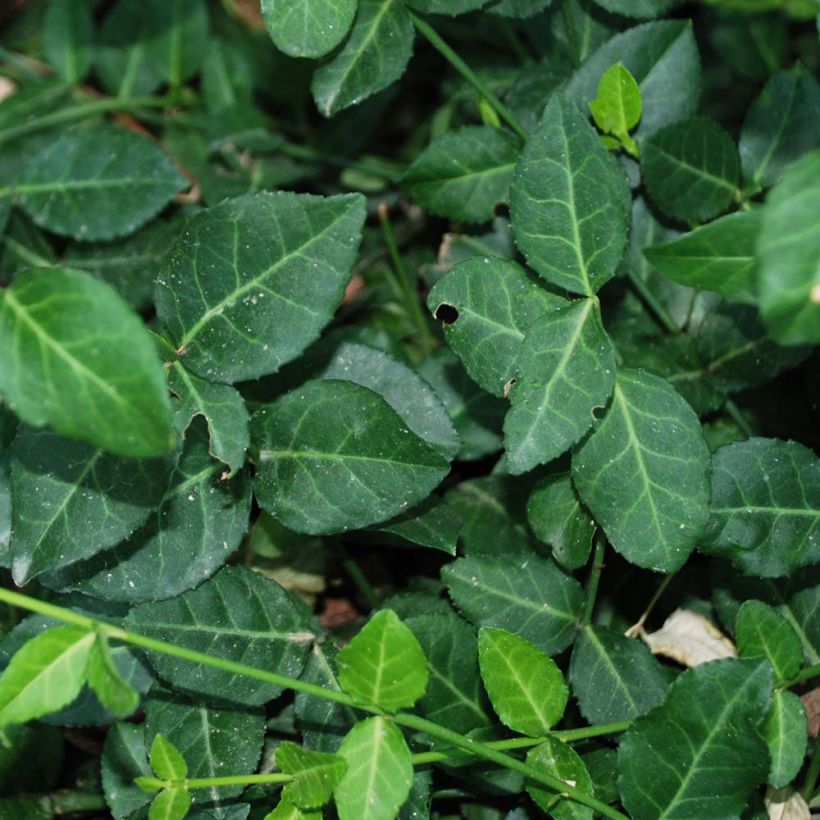 Huso de la fortuna Radicans- Euonymus fortunei (Follaje)