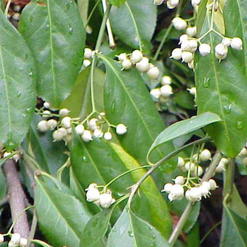 Huso de la fortuna Radicans- Euonymus fortunei (Floración)