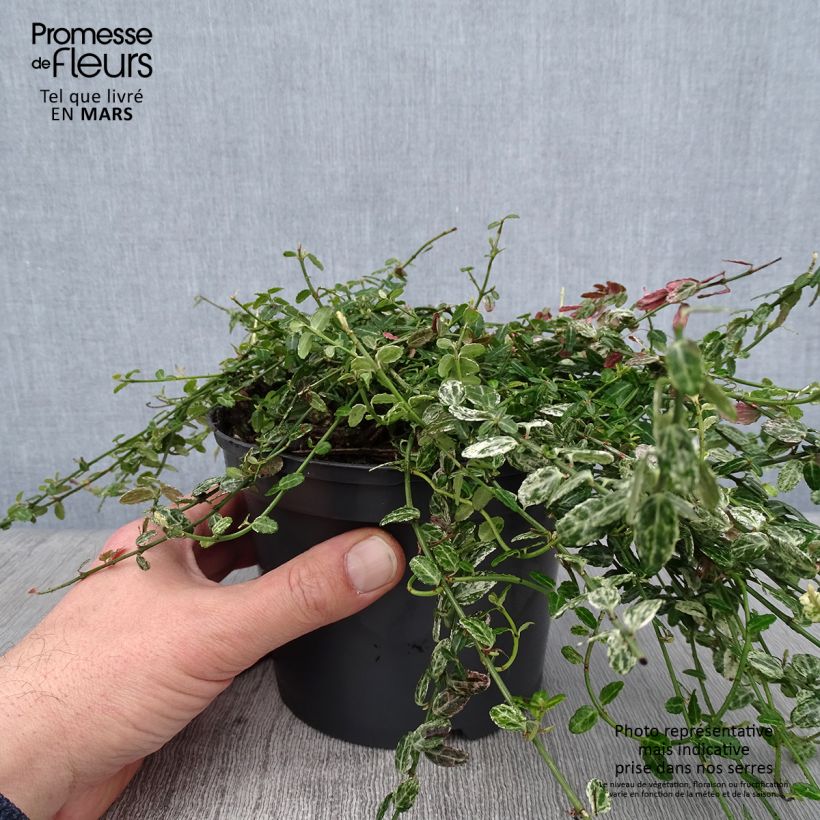 Euonymus fortunei Silverstone - Fusain persistant Pot de 2L/3L Ejemplar entregado en invierno