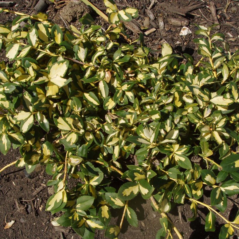 Huso de la fortuna Sunspot- Euonymus fortunei (Porte)