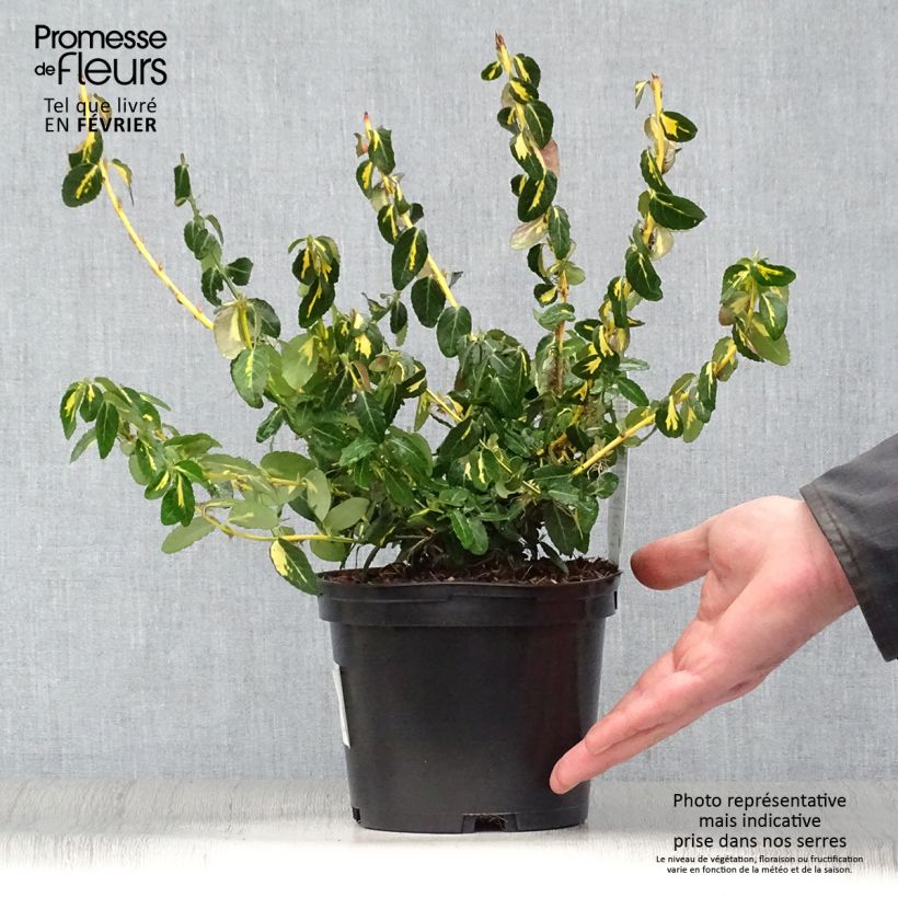 Euonymus fortunei  Sunspot - Fusain persistant Pot de 2L/3L Ejemplar entregado en invierno