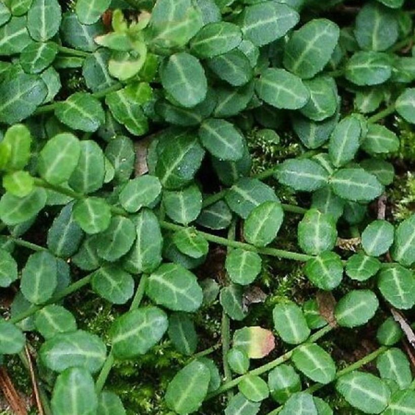 Huso de la fortuna Tustin- Euonymus fortunei (Follaje)