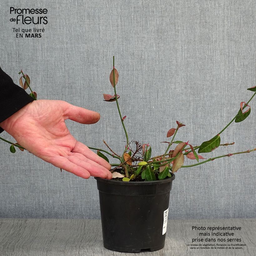 Euonymus fortunei Tustin - Fusain nain persistant. Pot de 1L/1.5L Ejemplar entregado en invierno