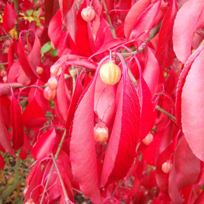 Euonymus grandiflorus Red Wine - Evónimo (Follaje)