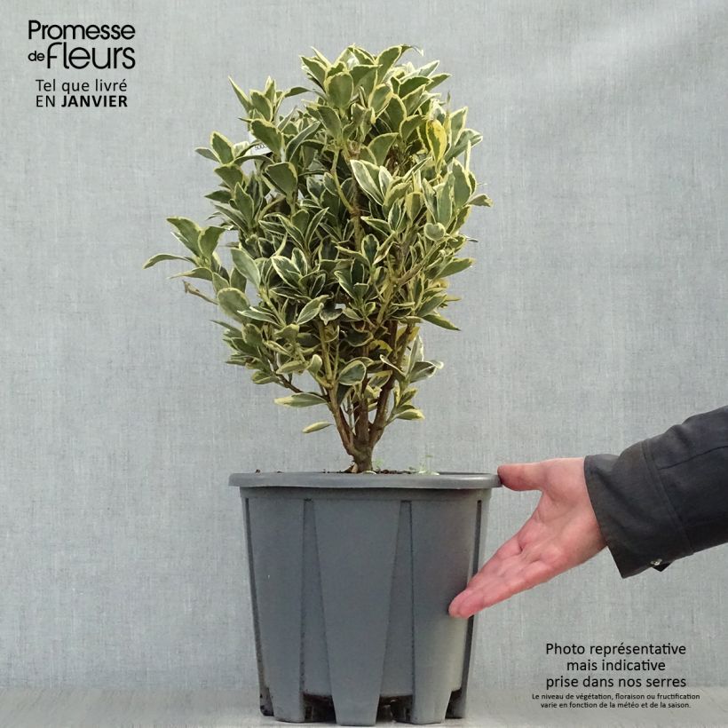 Euonymus japonicus Bravo - Fusain du Japon Pot de 7,5L/10L Ejemplar entregado en invierno