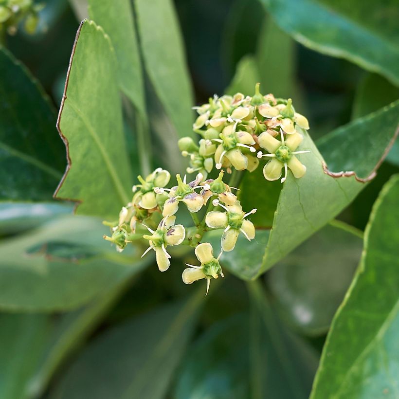 Evónimo - Euonymus japonicus (Floración)