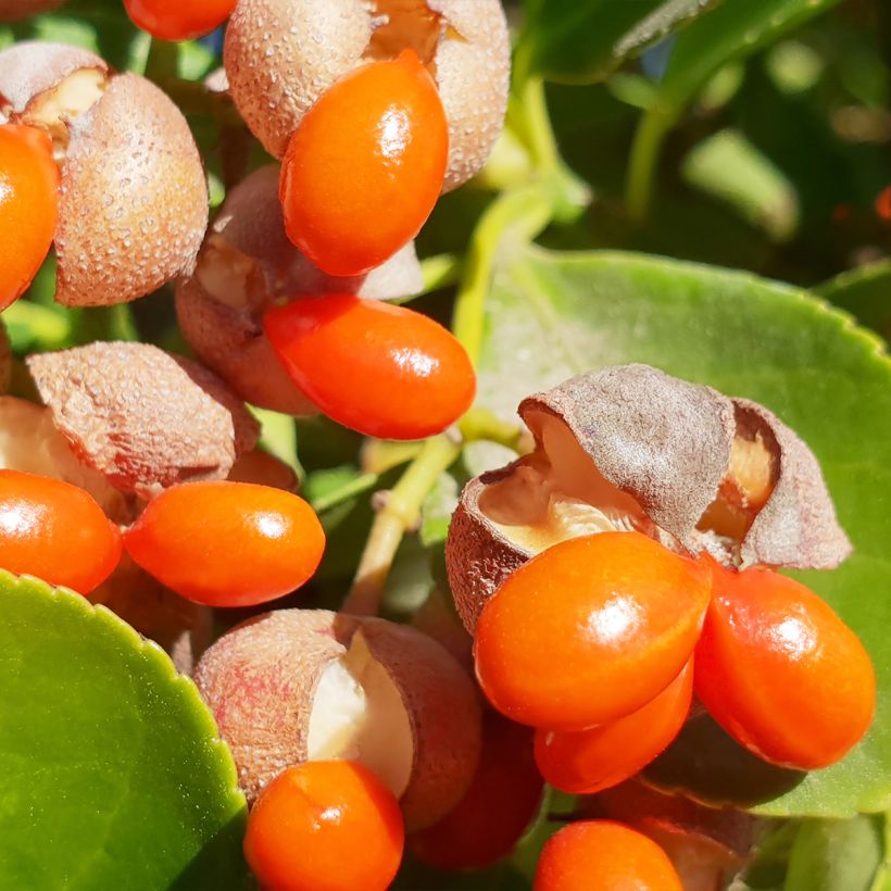 Evónimo - Euonymus japonicus (Cosecha)