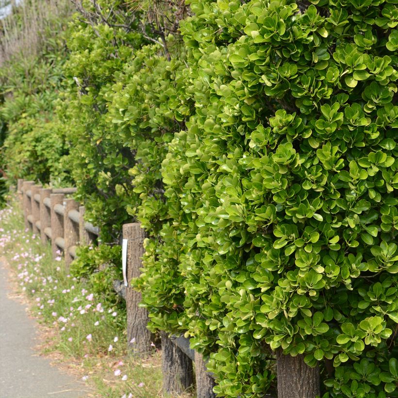 Evónimo - Euonymus japonicus (Porte)