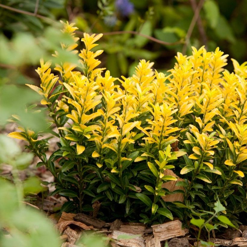 Evónimo Happiness - Euonymus japonicus (Porte)