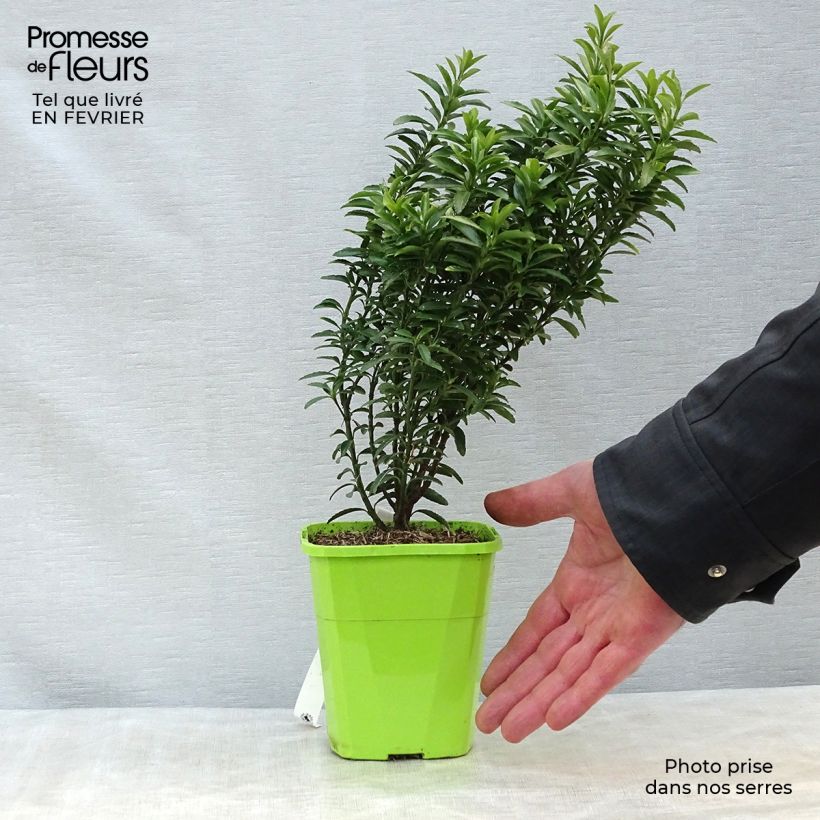 Evónimo Happiness - Euonymus japonicus Ejemplar entregado en invierno