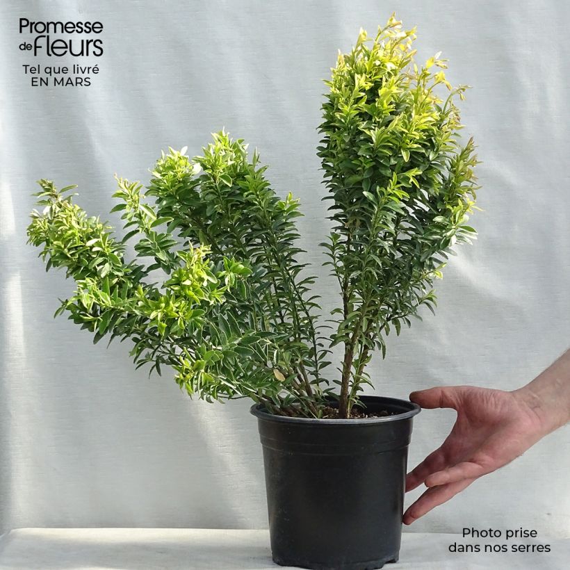 Evónimo Happiness - Euonymus japonicus Ejemplar entregado en invierno