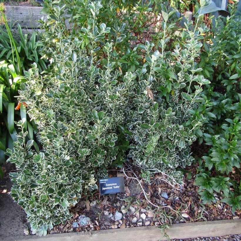 Evónimo Kathy - Euonymus japonicus (Porte)