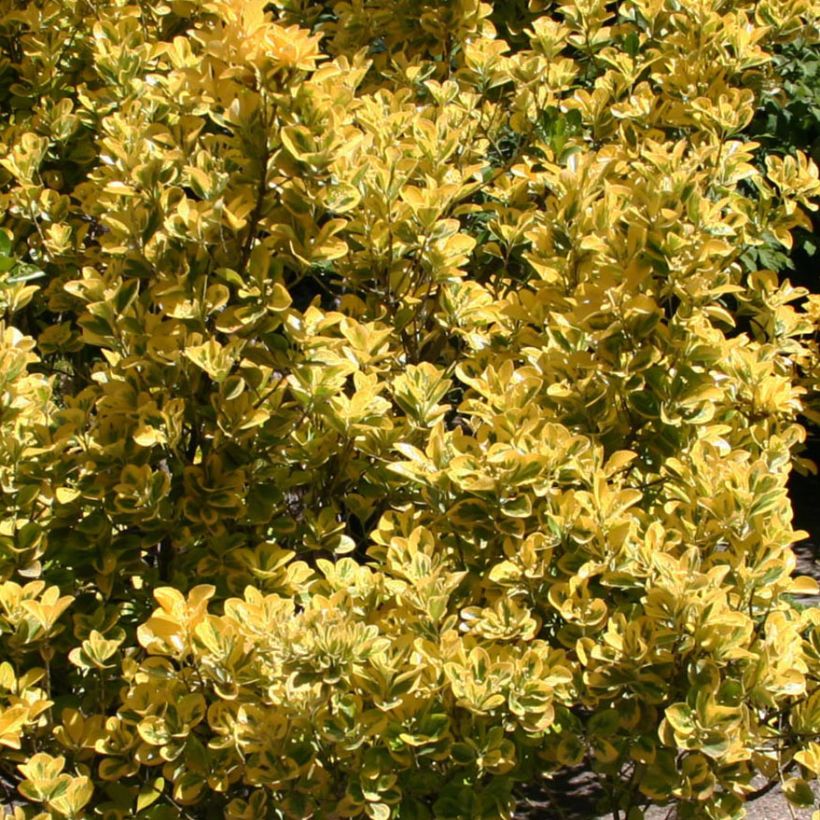 Evónimo Ovatus Aureus - Euonymus japonicus (Follaje)