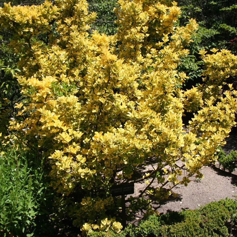 Evónimo Ovatus Aureus - Euonymus japonicus (Porte)