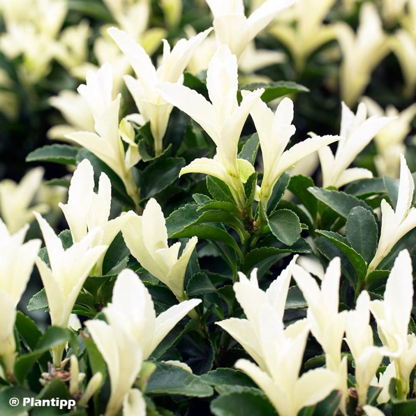 Evónimo Paloma Blanca - Euonymus japonicus (Follaje)