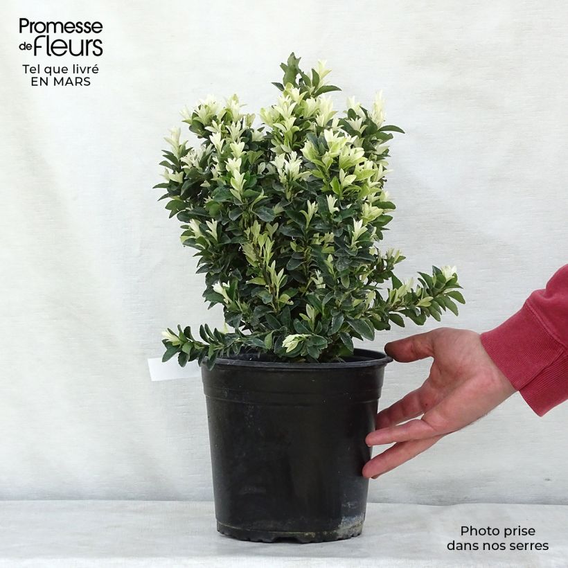 Euonymus japonicus Paloma Blanca - Fusain du Japon en pot de 3l/4l Ejemplar entregado en invierno