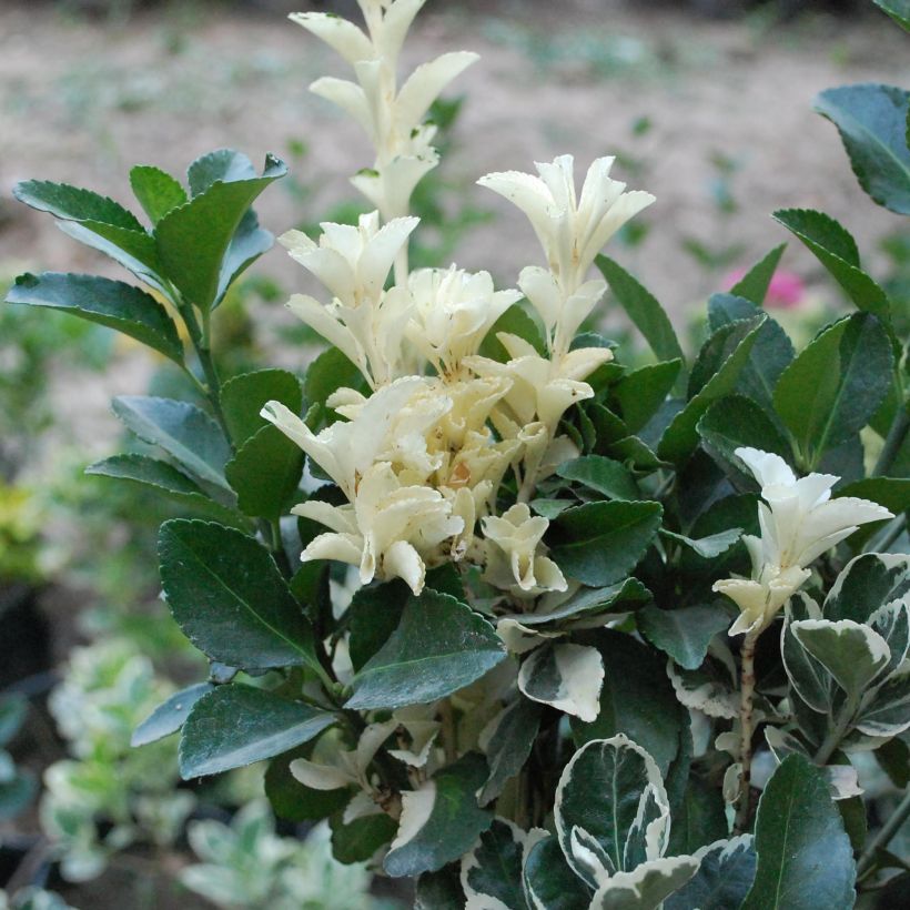 Evónimo Pierrolino - Euonymus japonicus (Follaje)