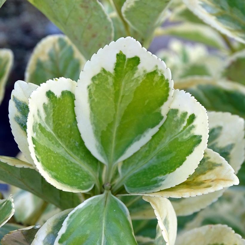 Evónimo Président Gauthier - Euonymus japonicus (Follaje)