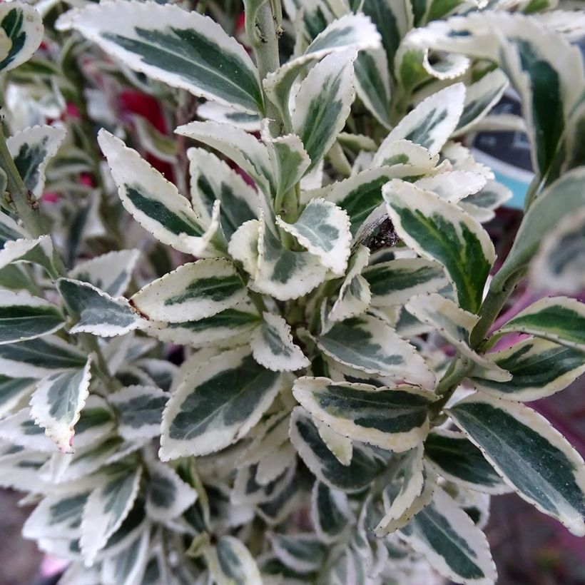 Evónimo White Spire - Euonymus japonicus (Follaje)