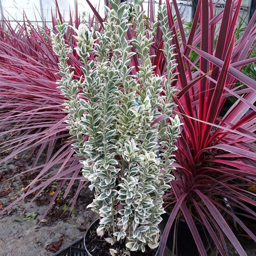 Evónimo White Spire - Euonymus japonicus (Porte)