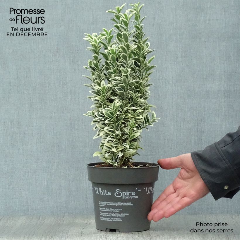 Euonymus japonicus White Spire - Fusain du Japon en pot de 2L/3L Ejemplar entregado en invierno