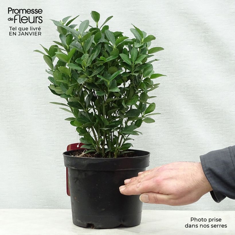 Euonymus japonicus - Fusain du Japon en pot de 2L/3L Ejemplar entregado en invierno