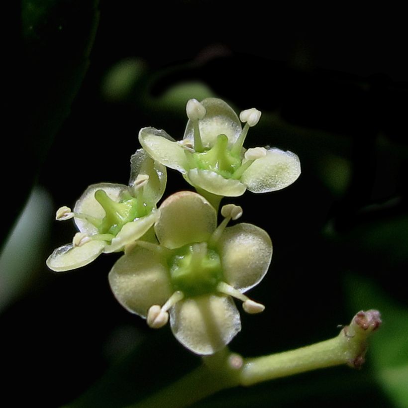 Evónimo Microphyllus - Euonymus japonicus (Floración)