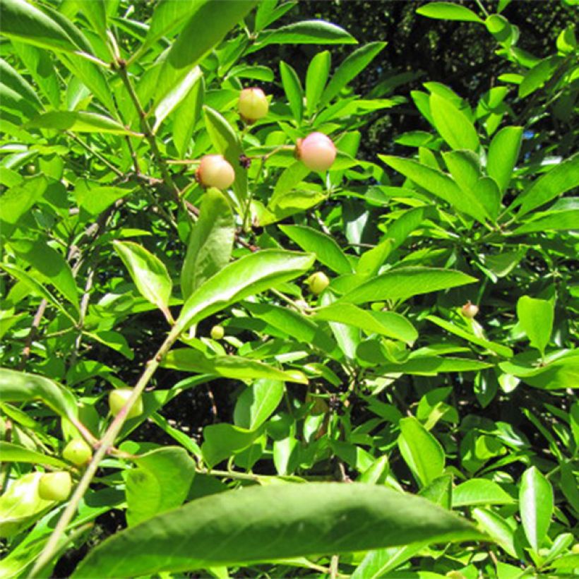 Euonymus myrianthus - Evónimo (Follaje)