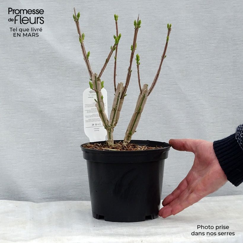 Euonymus phellomanus - Evónimo Ejemplar entregado en invierno