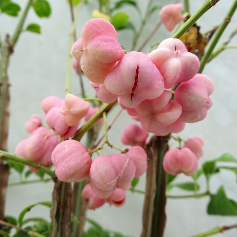 Euonymus phellomanus - Evónimo (Cosecha)